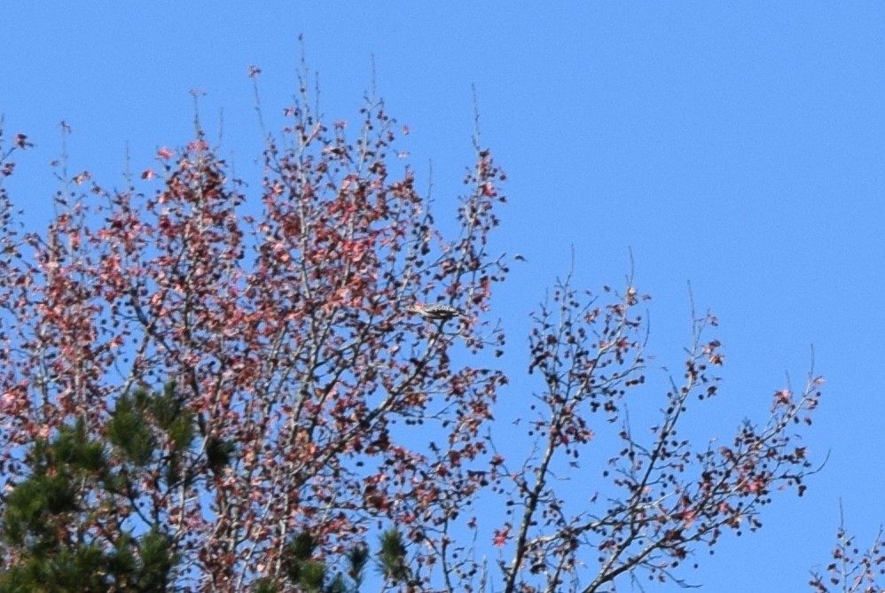 Carolinaspecht - ML644834303