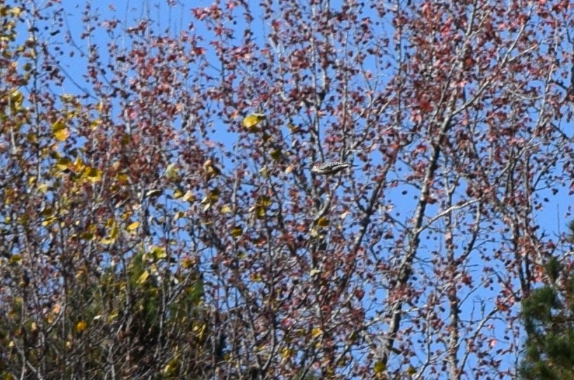 Carolinaspecht - ML644834304