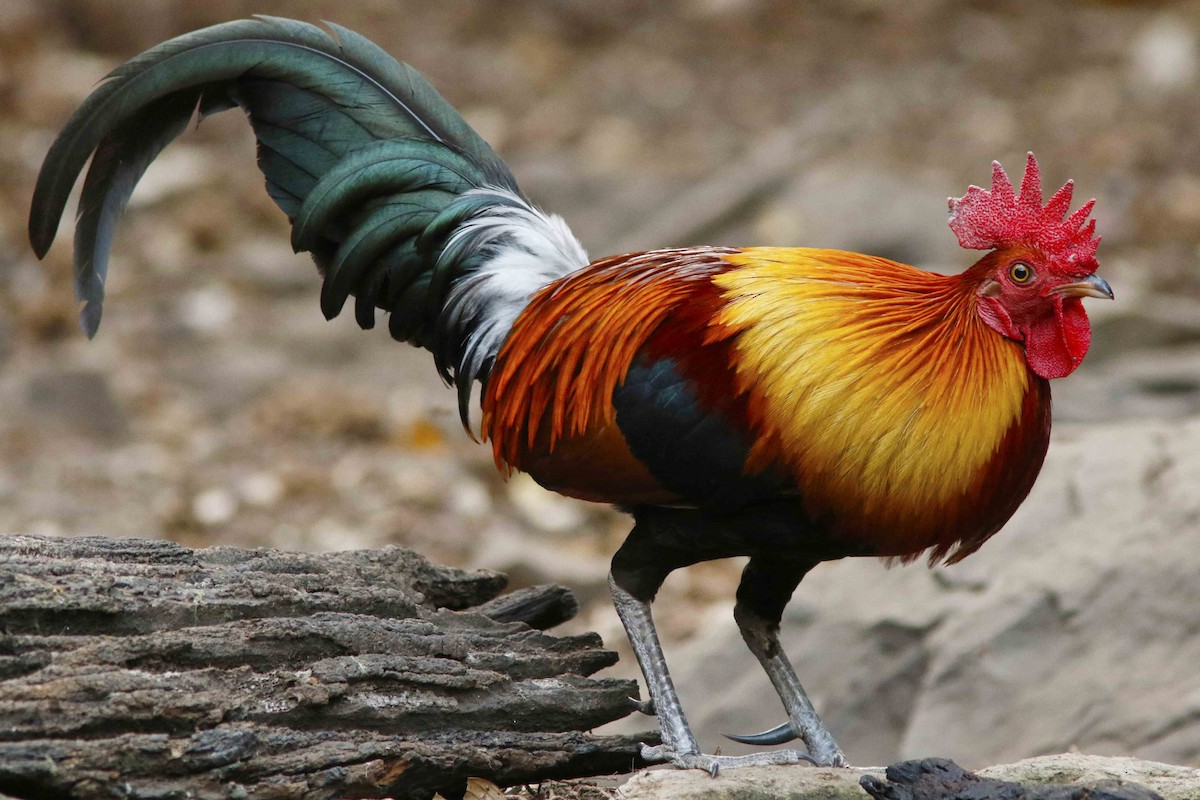 Red Junglefowl - ML644834308