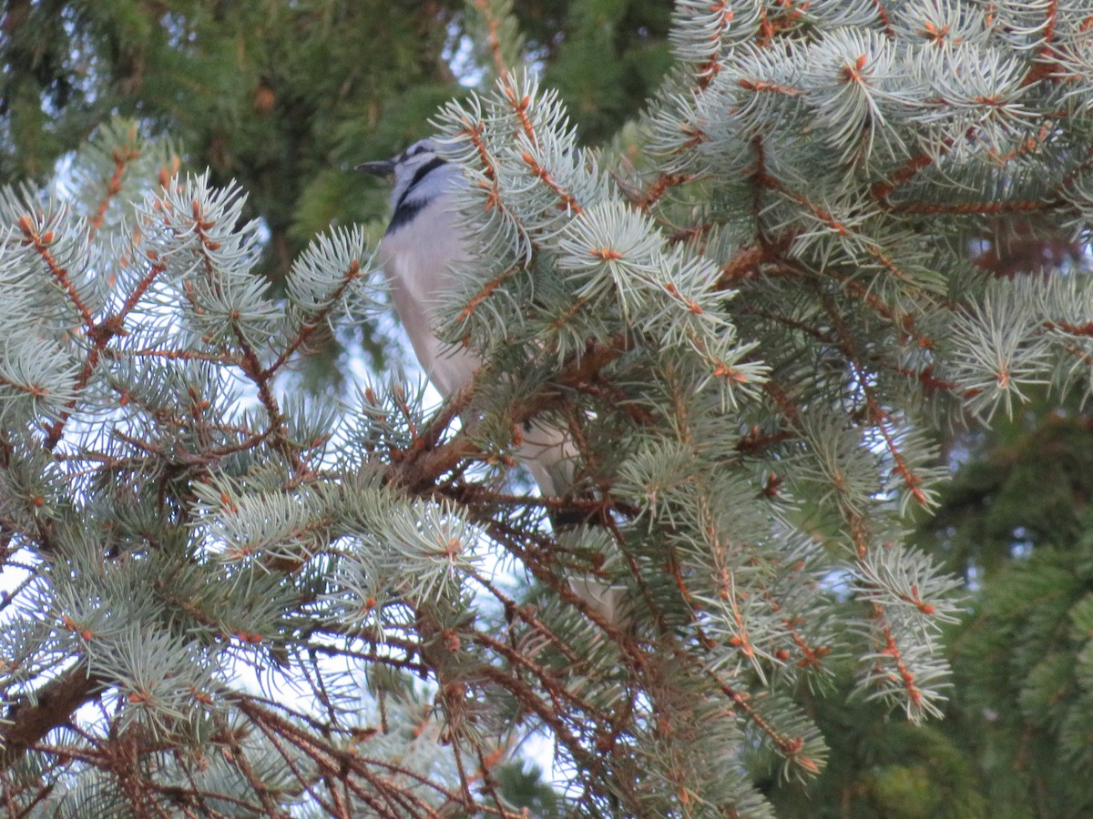 Blue Jay - ML644834312