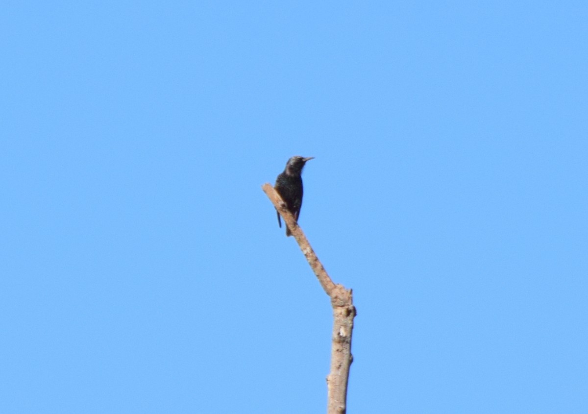 זרזיר מצוי - ML644834319