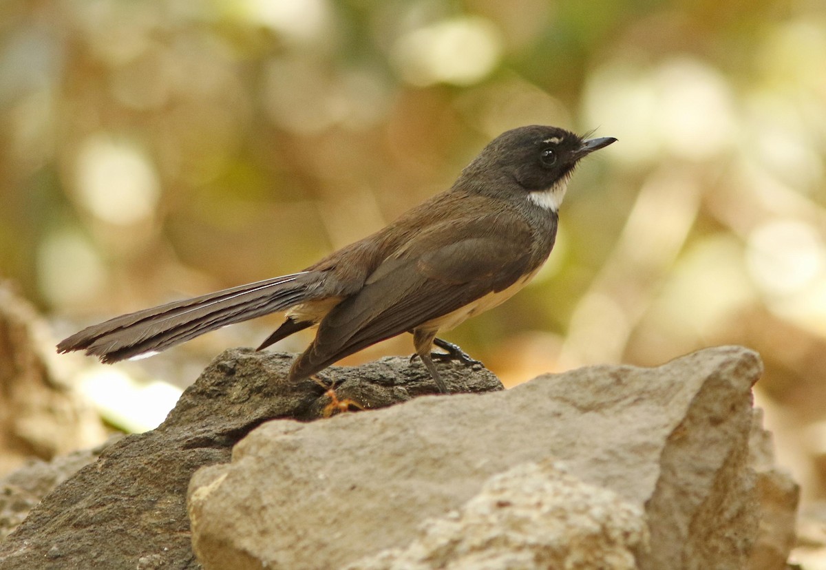 Malaysian Pied-Fantail - ML644834323