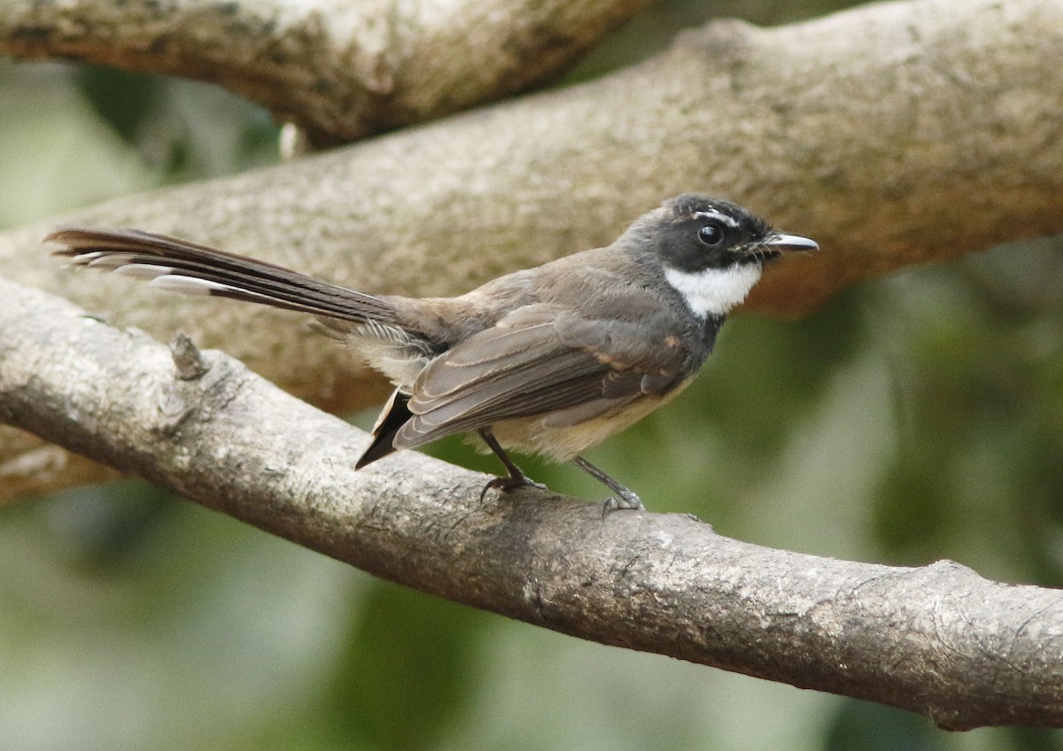 Malaysian Pied-Fantail - ML644834324