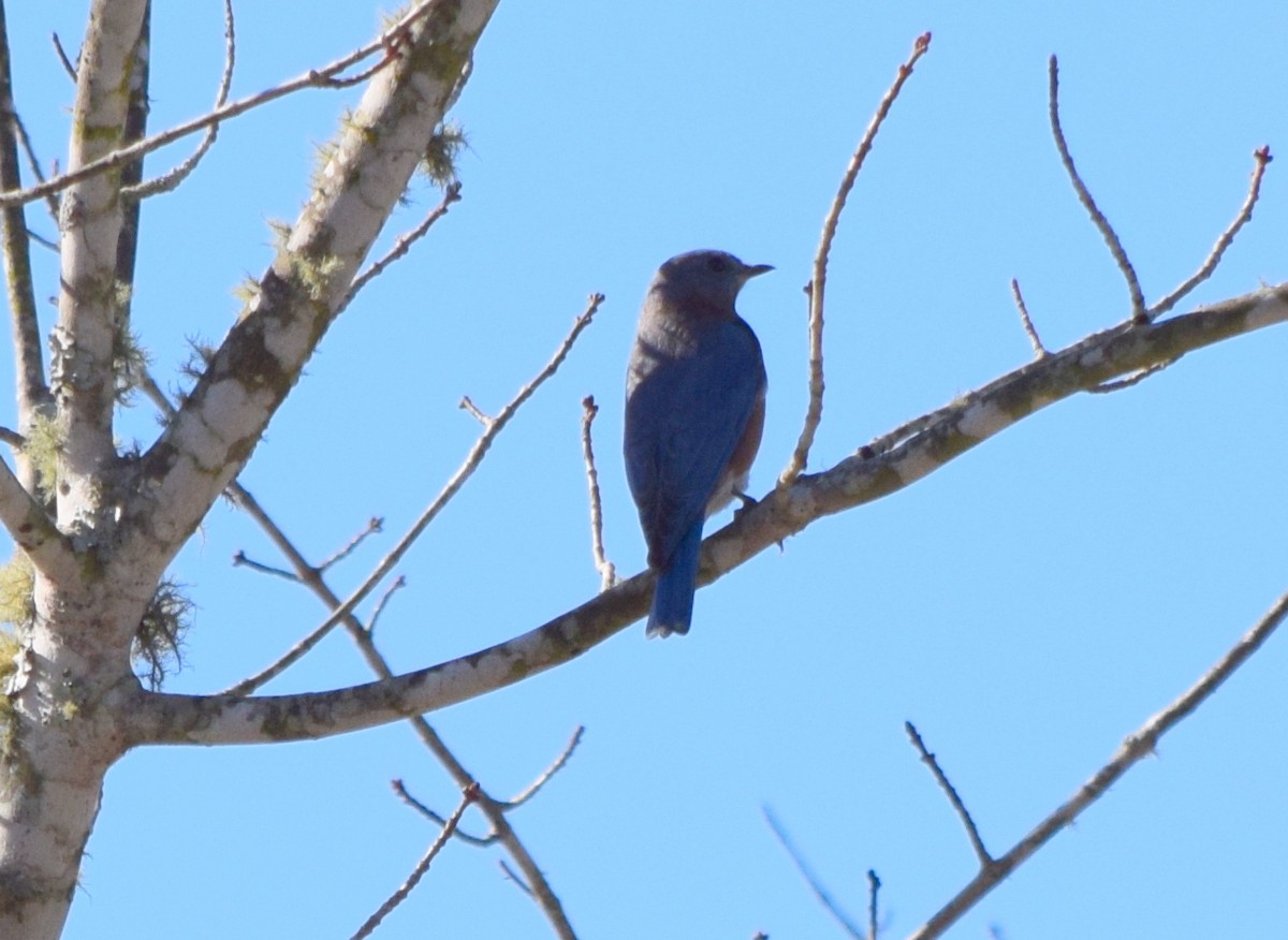 Блакитник східний - ML644834326