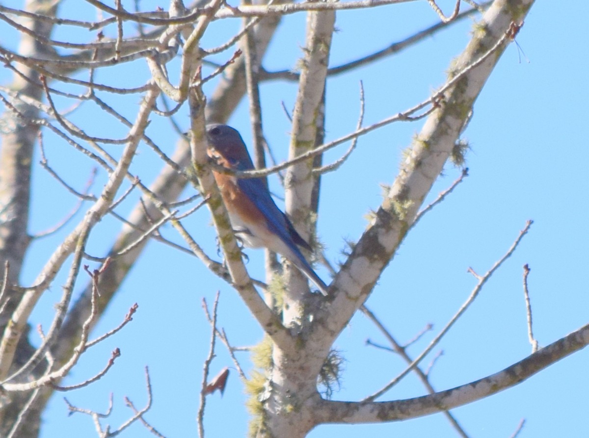 Блакитник східний - ML644834331