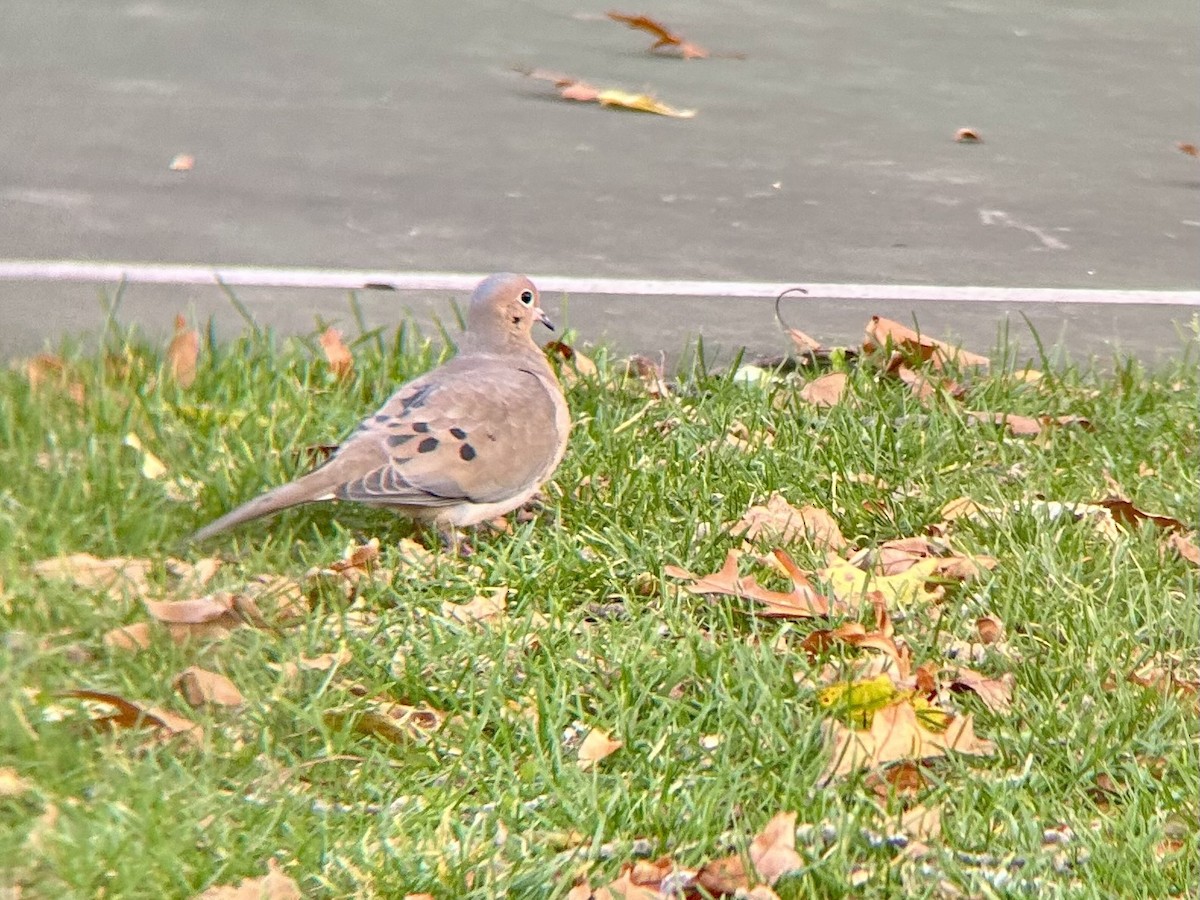 ナゲキバト - ML644834336