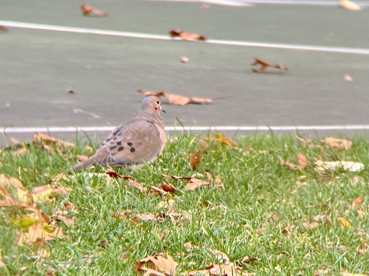 ナゲキバト - ML644834337