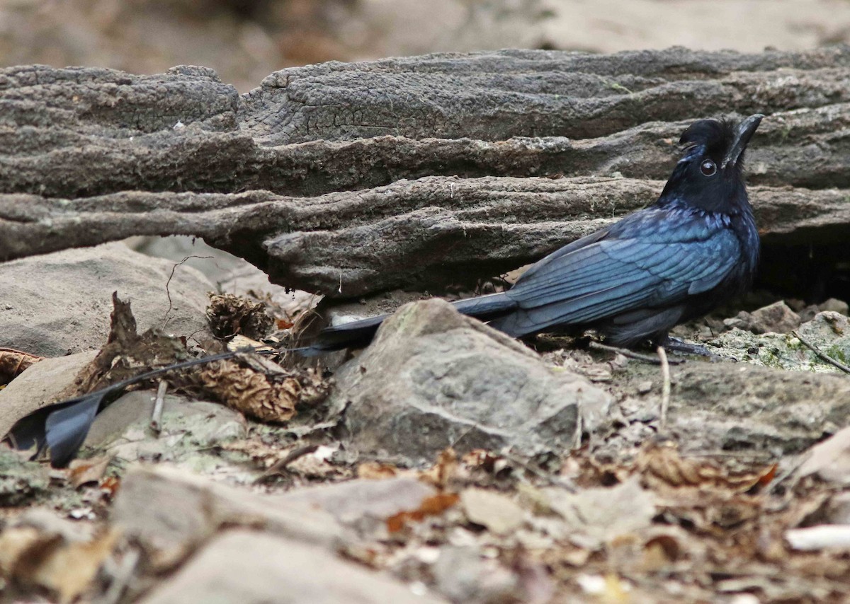 Greater Racket-tailed Drongo - ML644834339