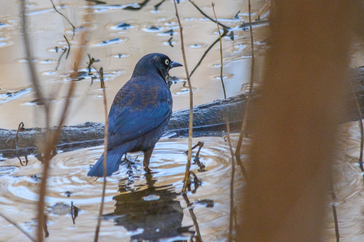 Rusty Blackbird - ML644834340