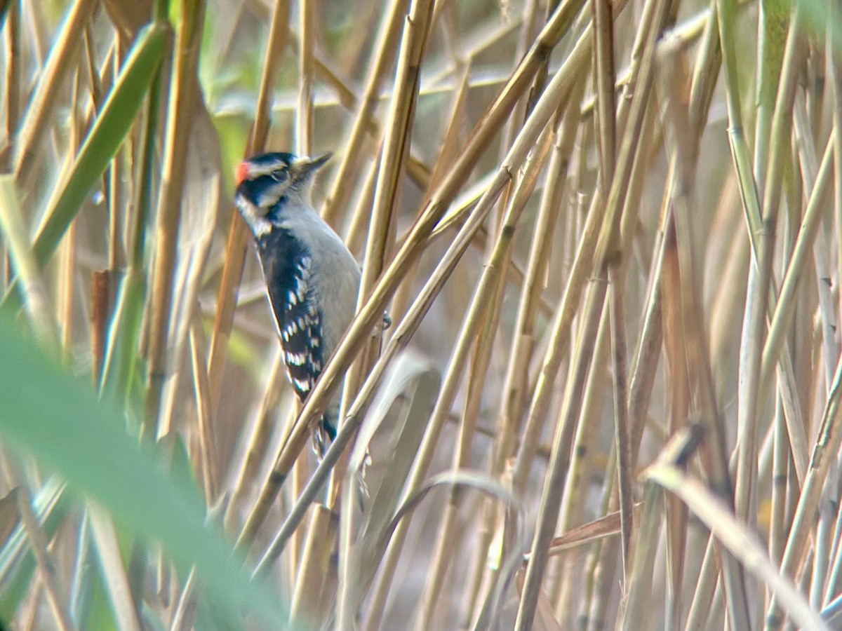 Downy Woodpecker - ML644834361