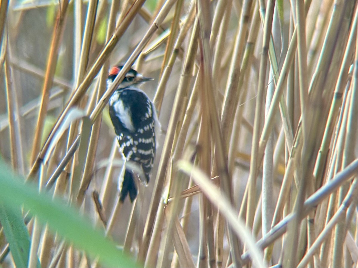 Downy Woodpecker - ML644834362