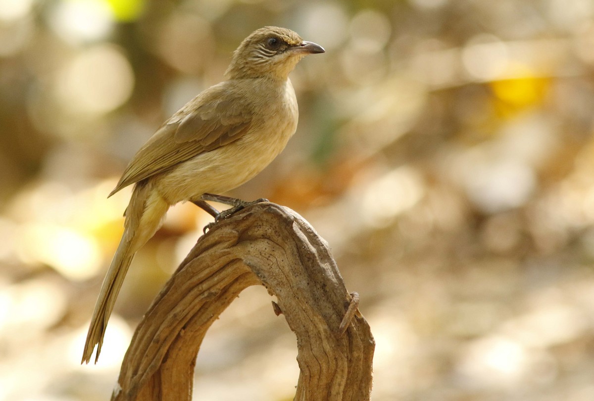 Streak-eared Bulbul - ML644834364