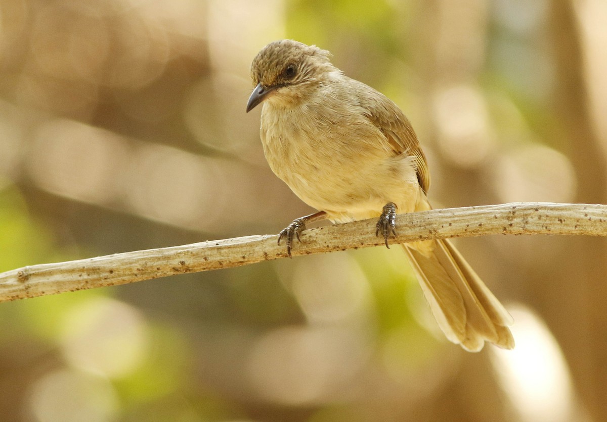 Streak-eared Bulbul - ML644834365