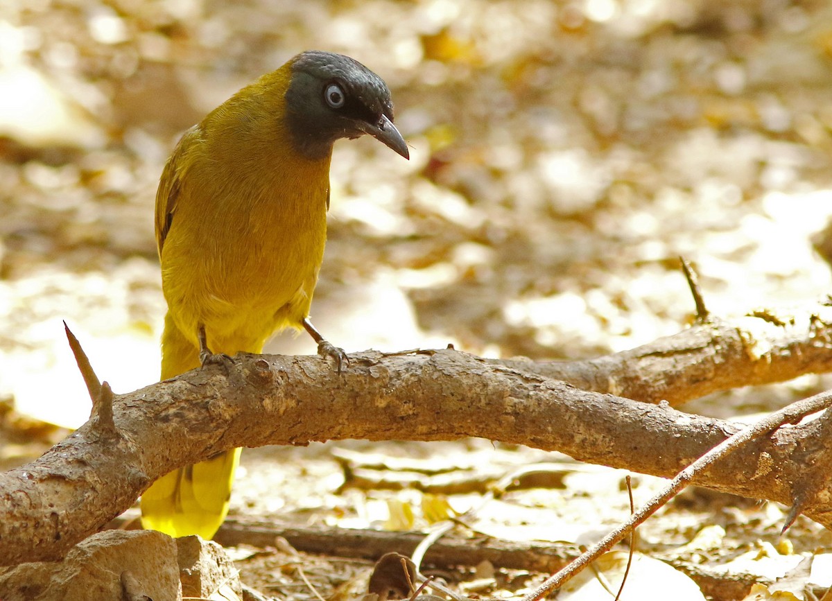 Black-headed Bulbul - ML644834369