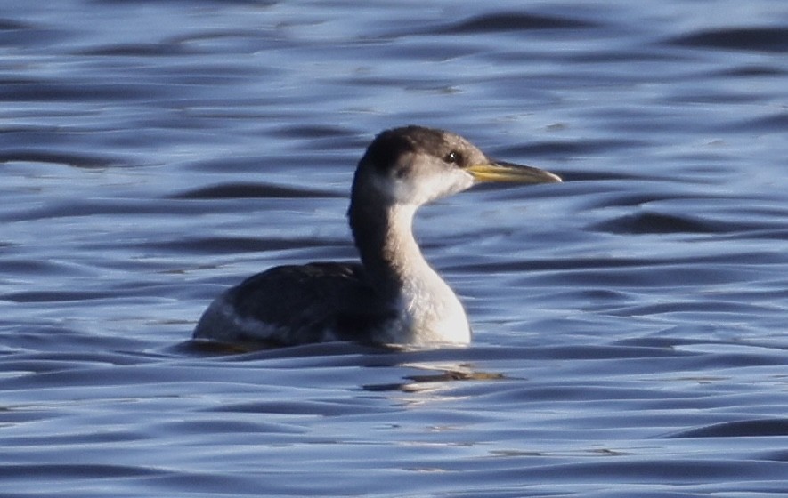 Svasso collorosso - ML644834375