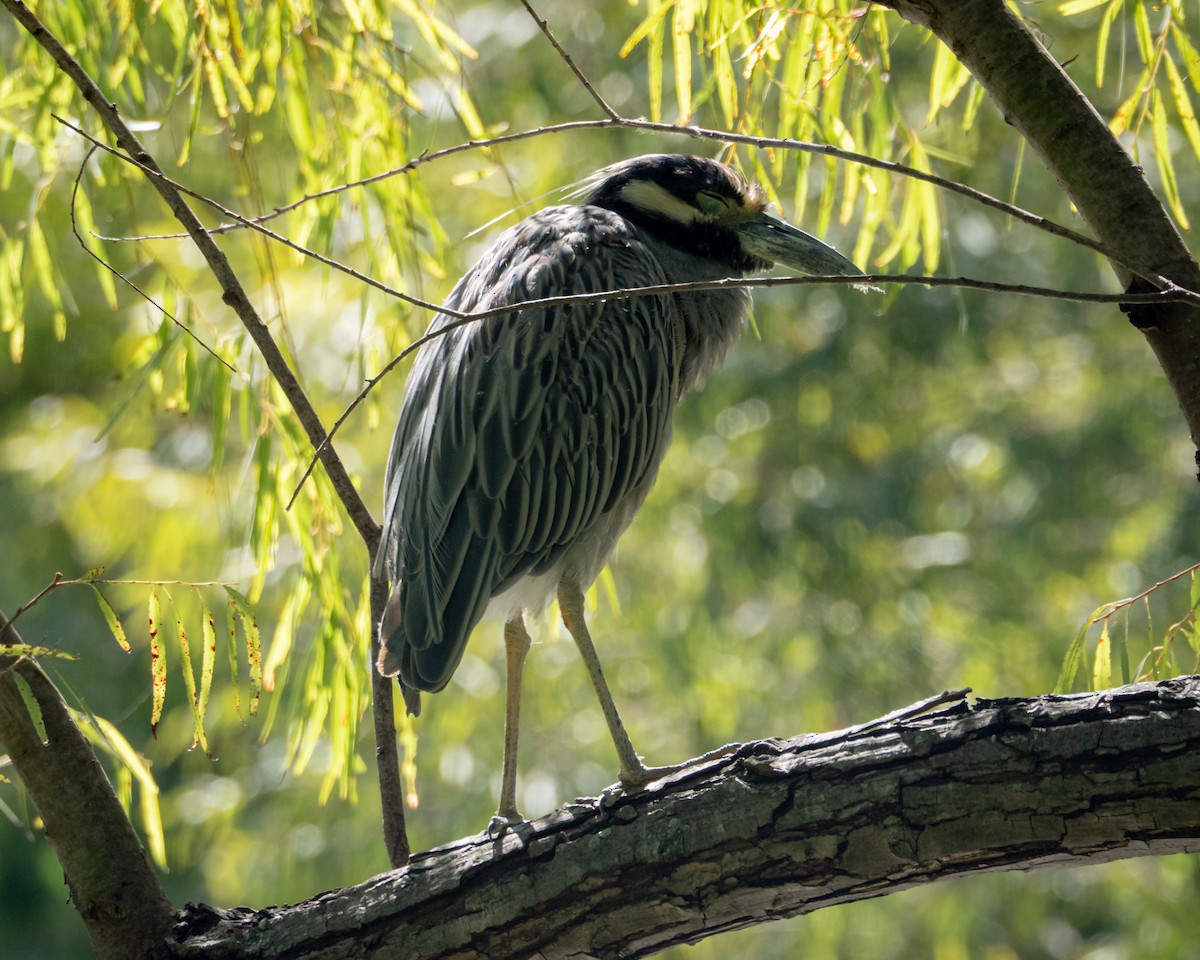 Квак чорногорлий - ML644834377