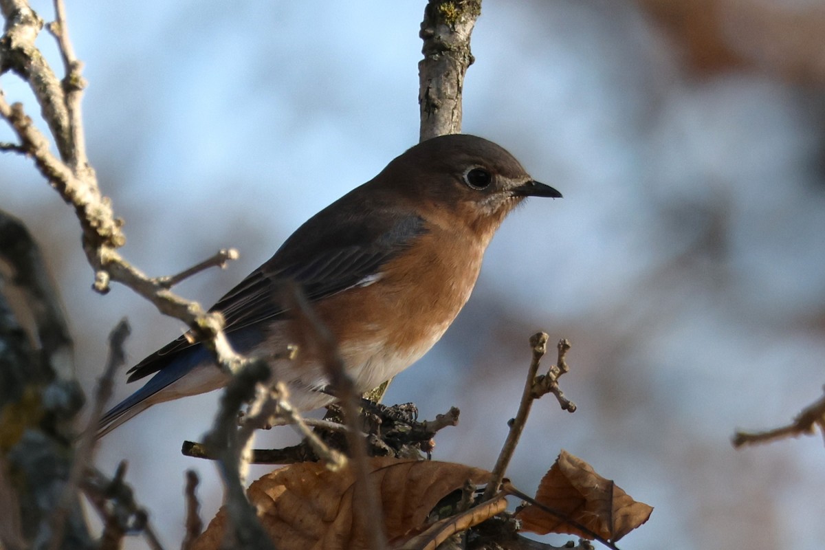Блакитник східний - ML644834378