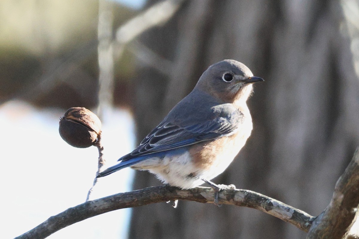 Блакитник східний - ML644834379