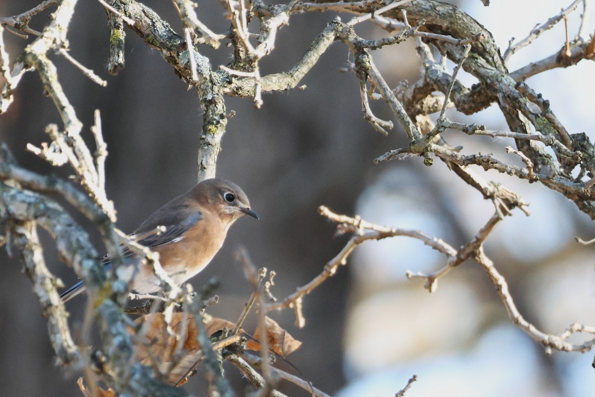 Блакитник східний - ML644834380
