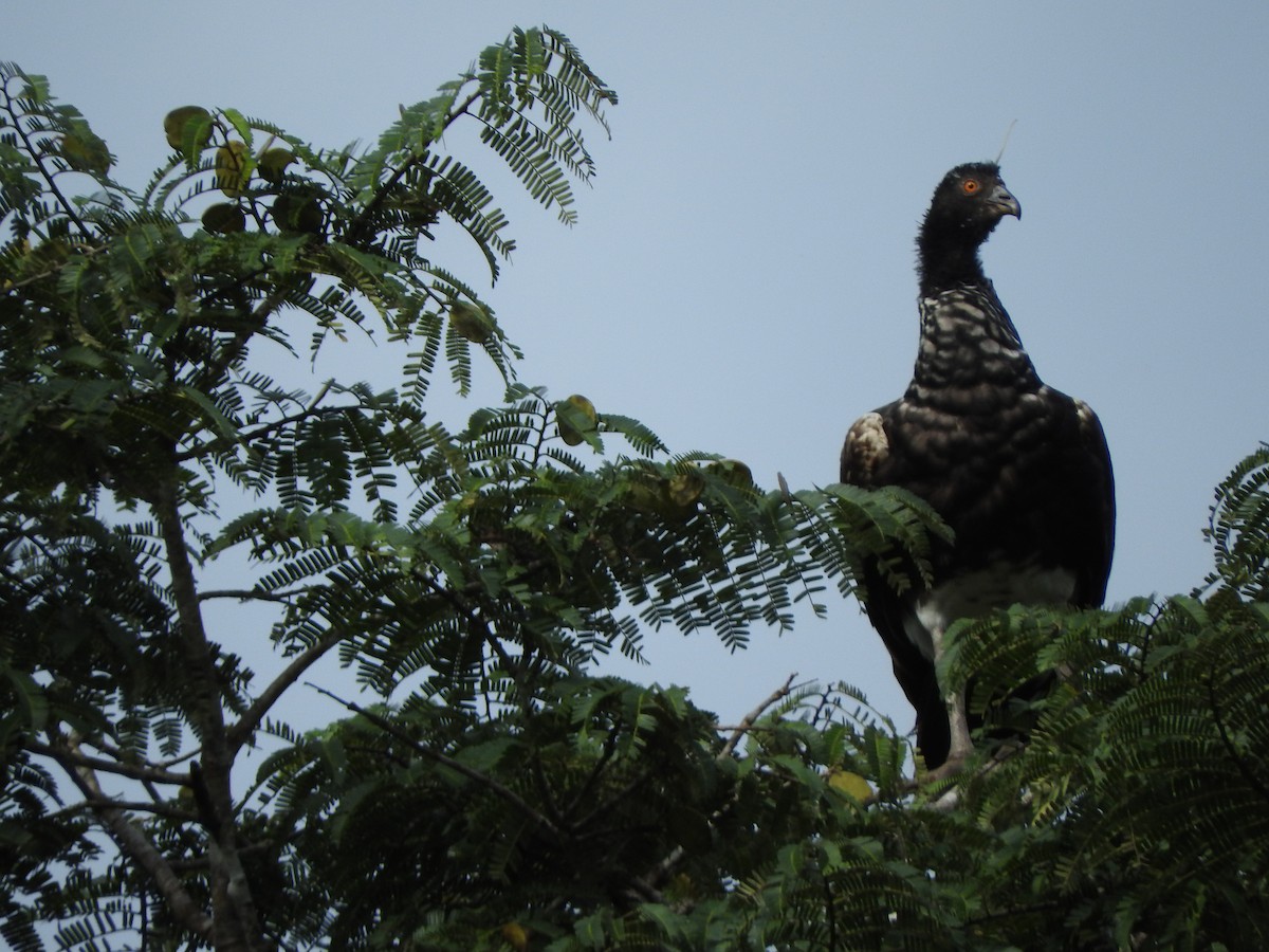 kamiš růžkatý - ML644834393