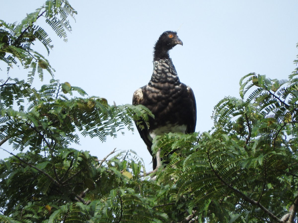 kamiš růžkatý - ML644834394