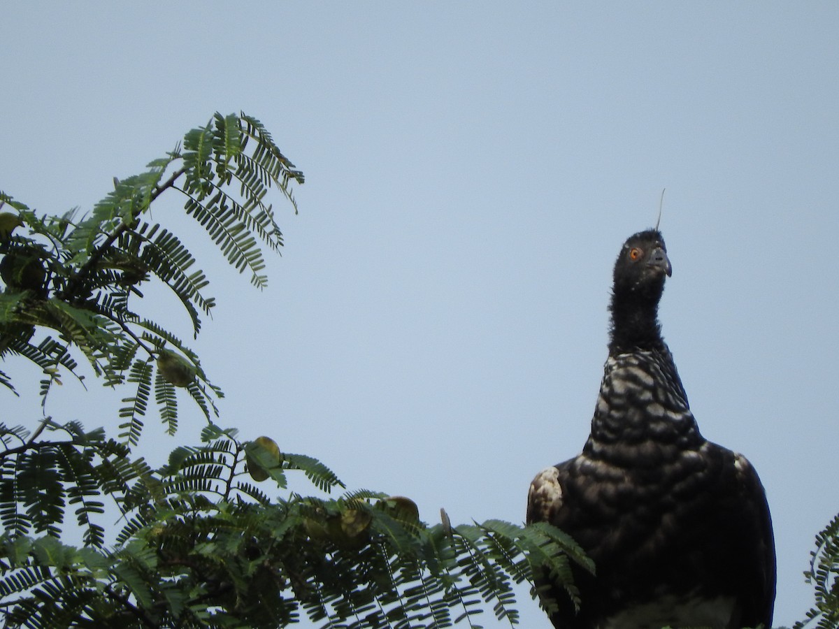 kamiš růžkatý - ML644834395