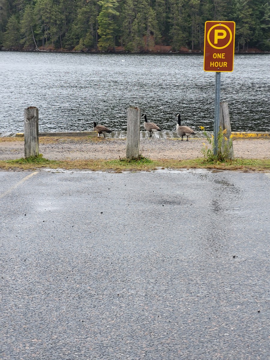 Canada Goose - ML644834396