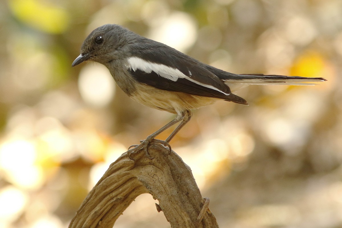 Oriental Magpie-Robin - ML644834397