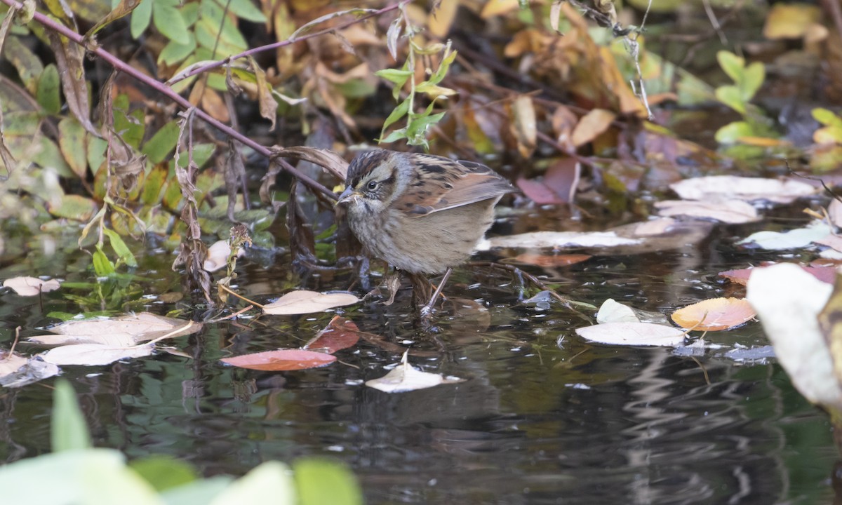 Bruant des marais - ML644834400
