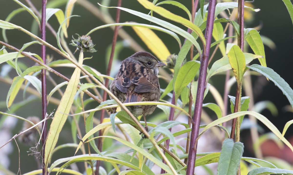 Bruant des marais - ML644834401