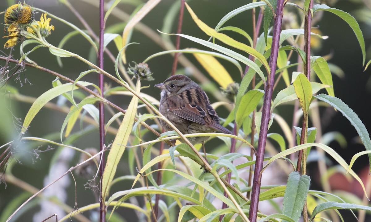 Bruant des marais - ML644834402