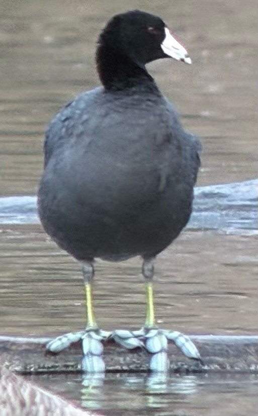 American Coot - ML644834411