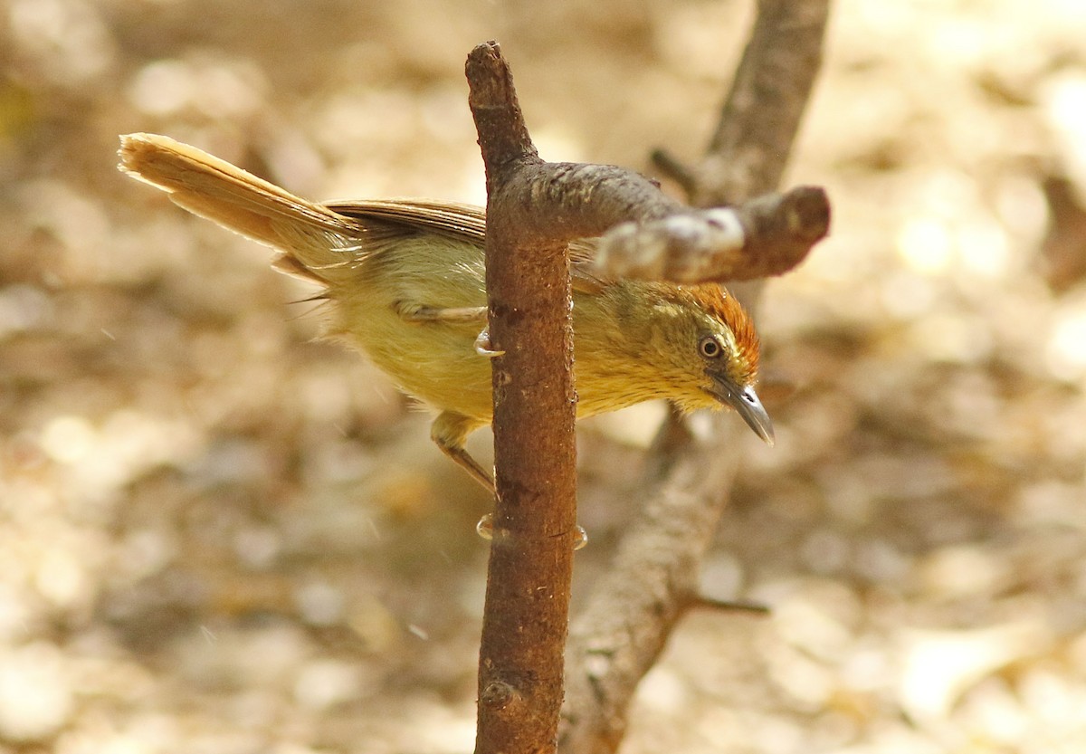 İnce Çizgili Timalya - ML644834417