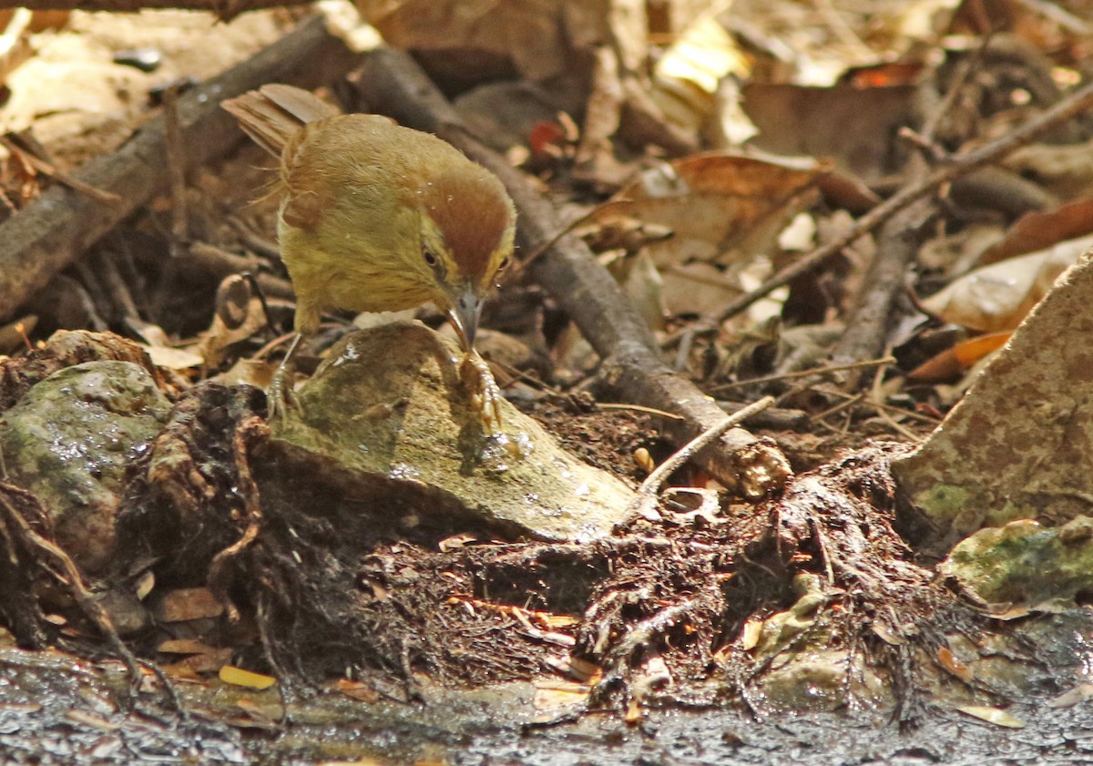 İnce Çizgili Timalya - ML644834418