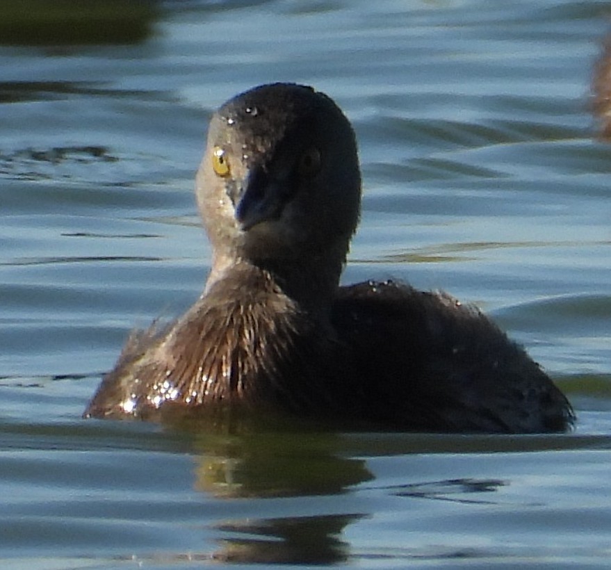 Amerika Küçük Batağanı - ML644834426