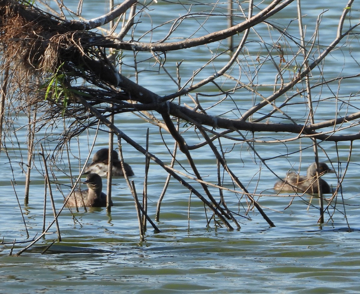 Amerika Küçük Batağanı - ML644834427