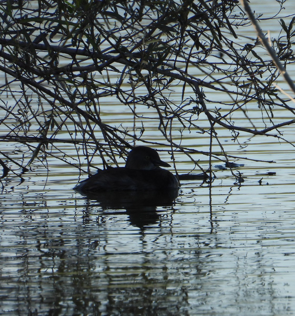 Amerika Küçük Batağanı - ML644834428