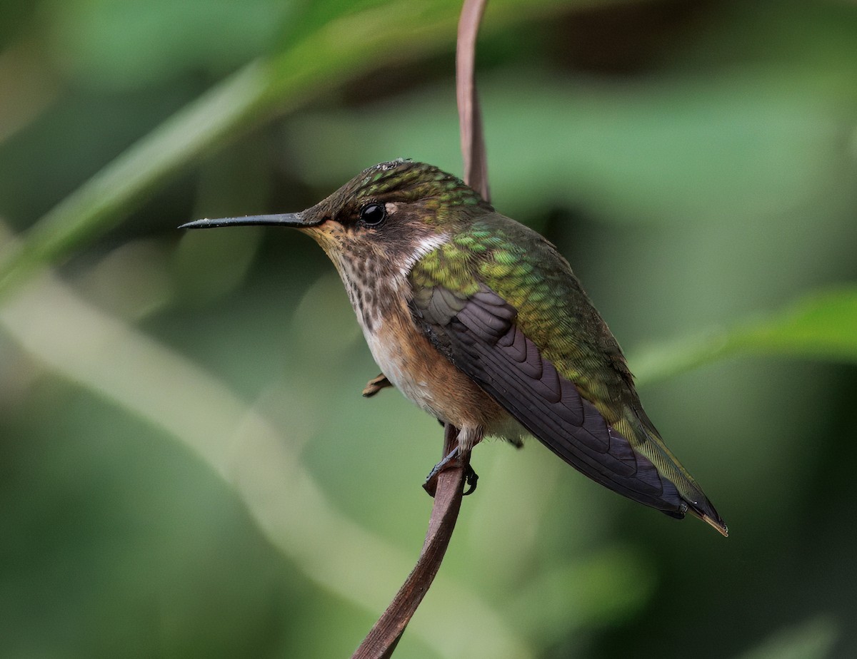 Volcano Hummingbird - ML644834430