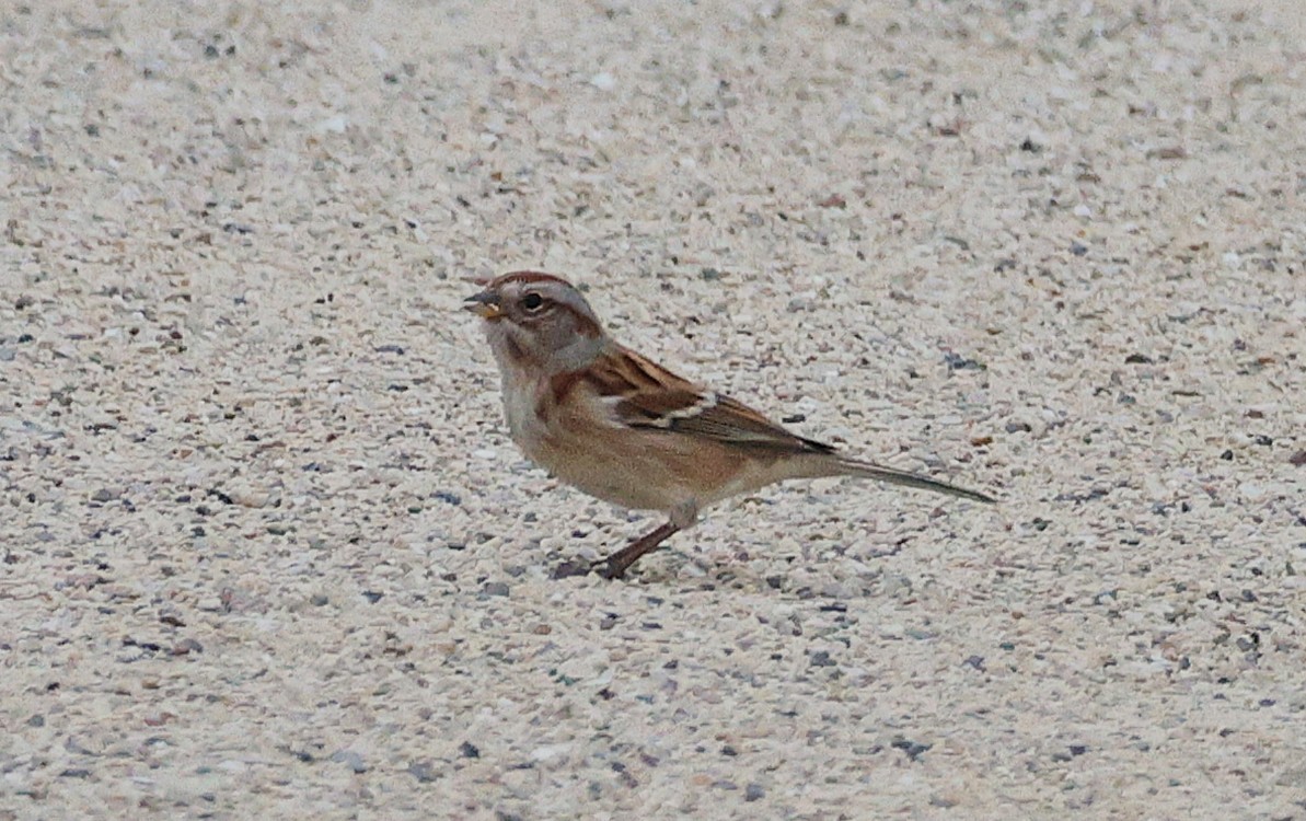 American Tree Sparrow - ML644834432