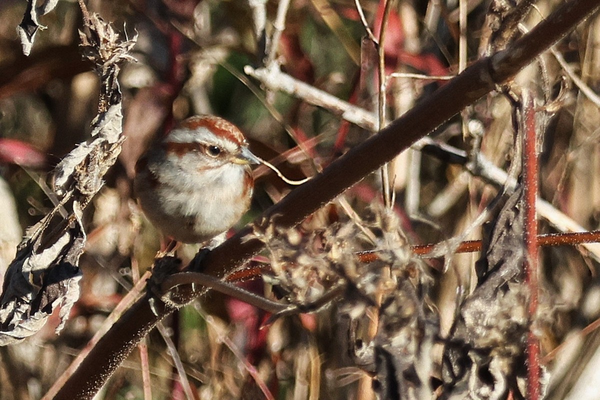 American Tree Sparrow - ML644834433