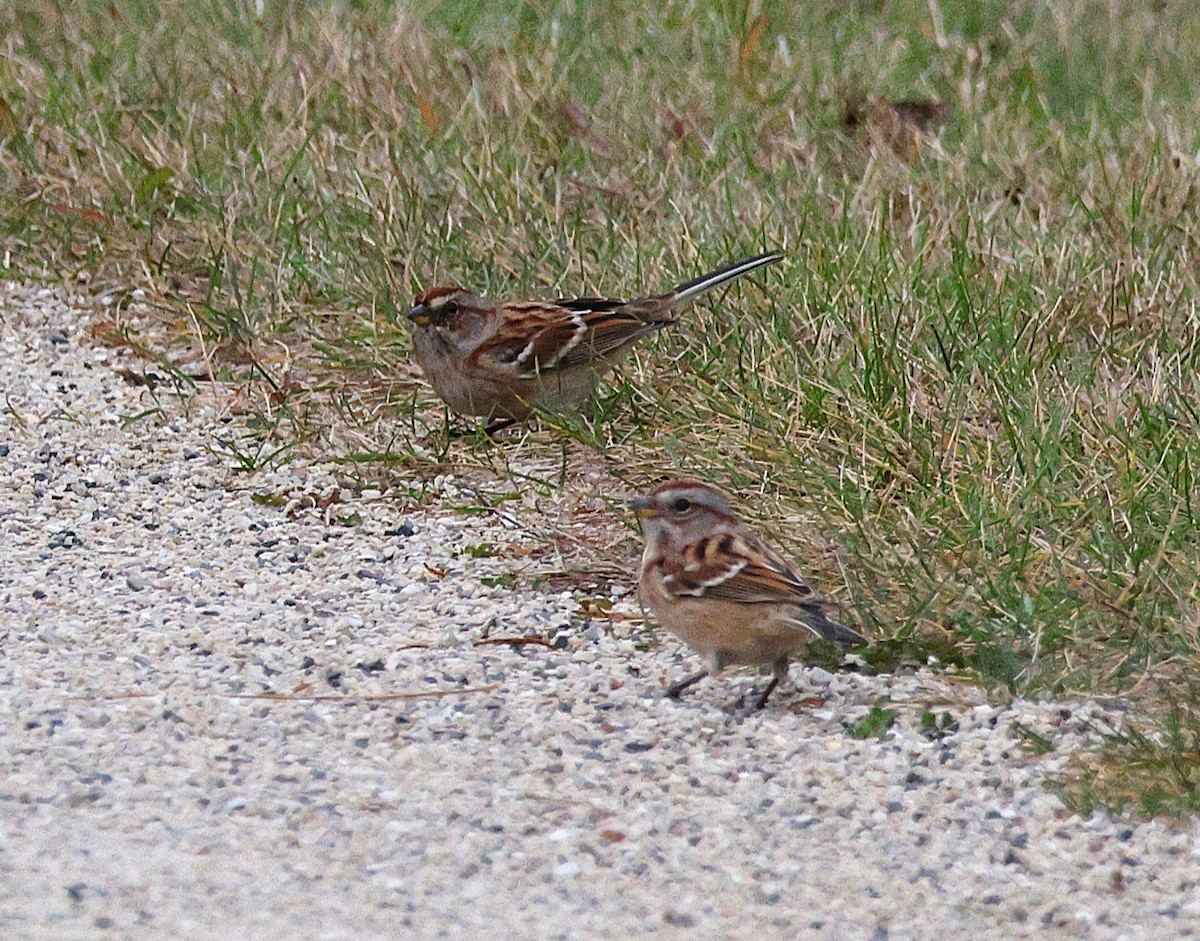 American Tree Sparrow - ML644834434