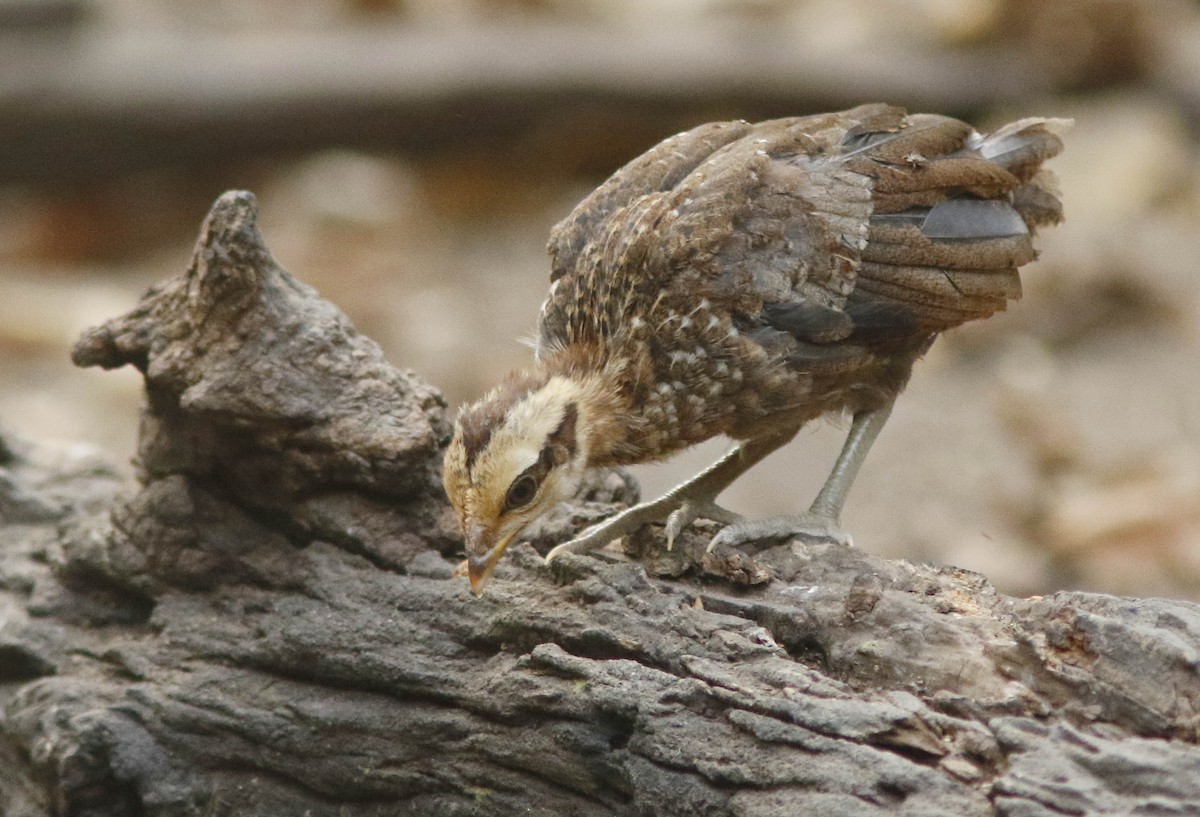 Red Junglefowl - ML644834435