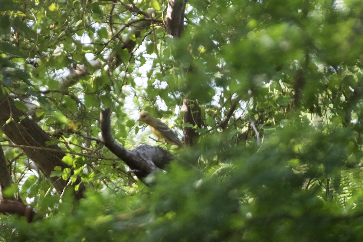 Western Tanager - ML644834455