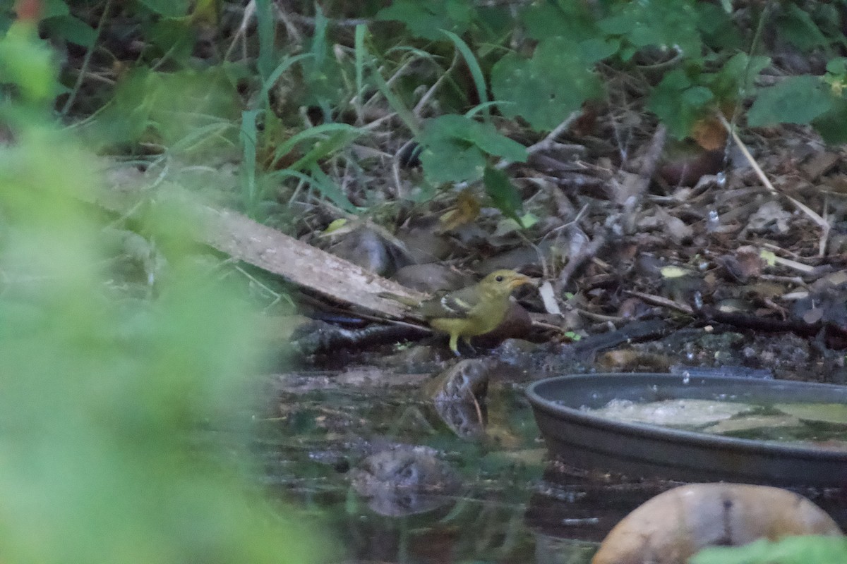 Western Tanager - ML644834456