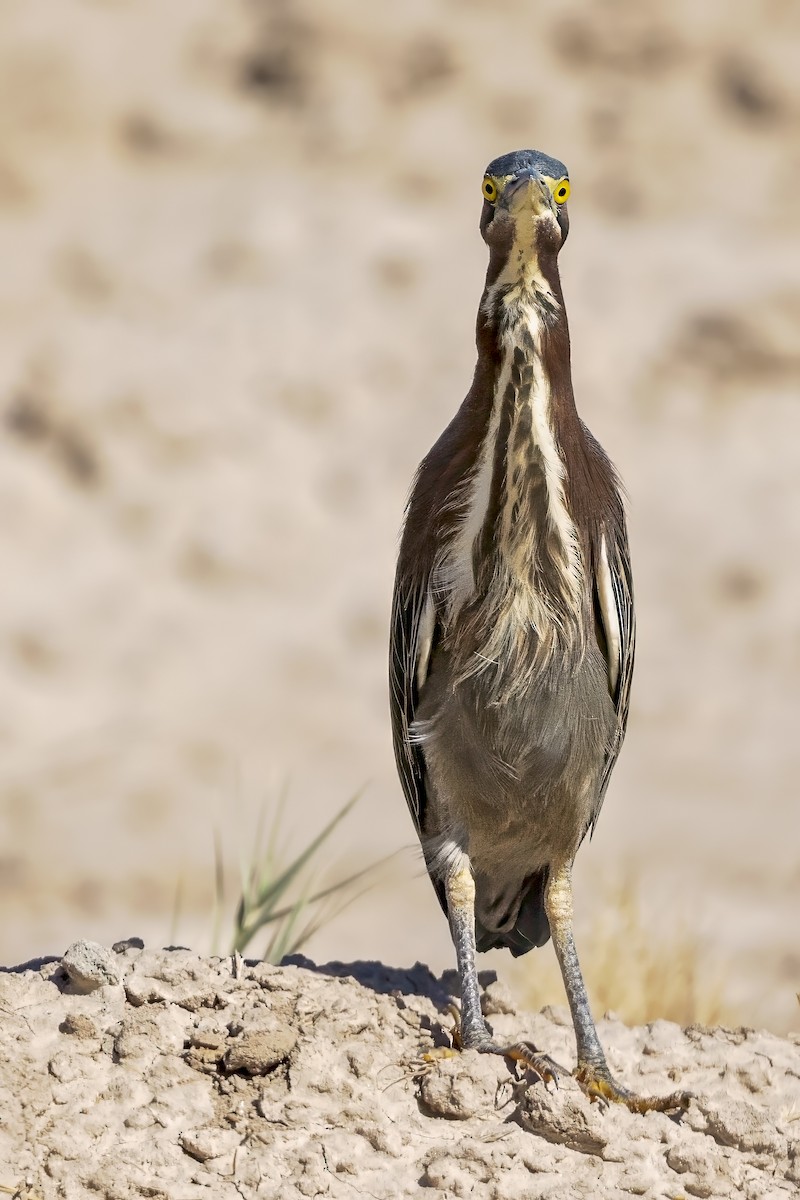 Airone verde - ML644834457