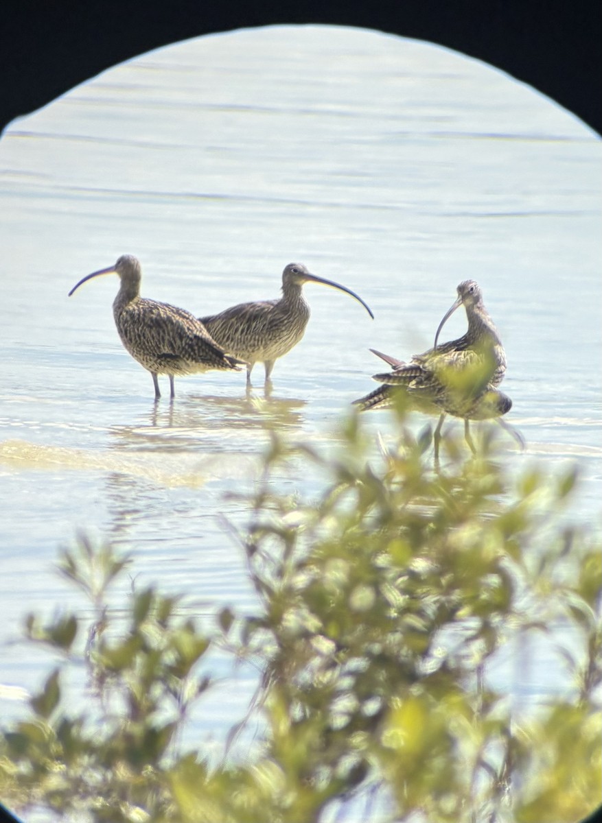 Far Eastern Curlew - ML644834458