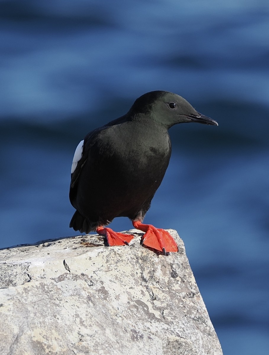 Black Guillemot - ML644834459