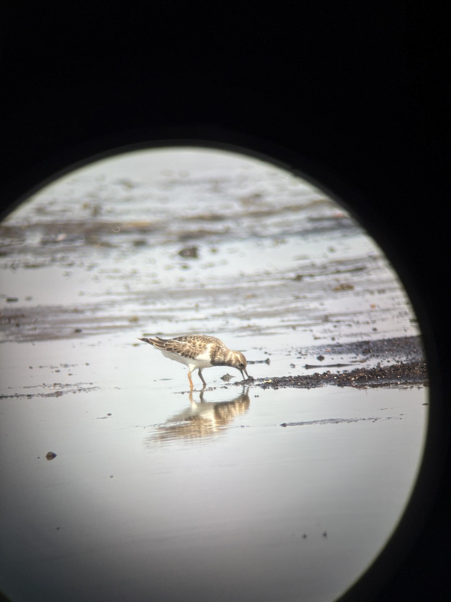 Ruddy Turnstone - ML644834464