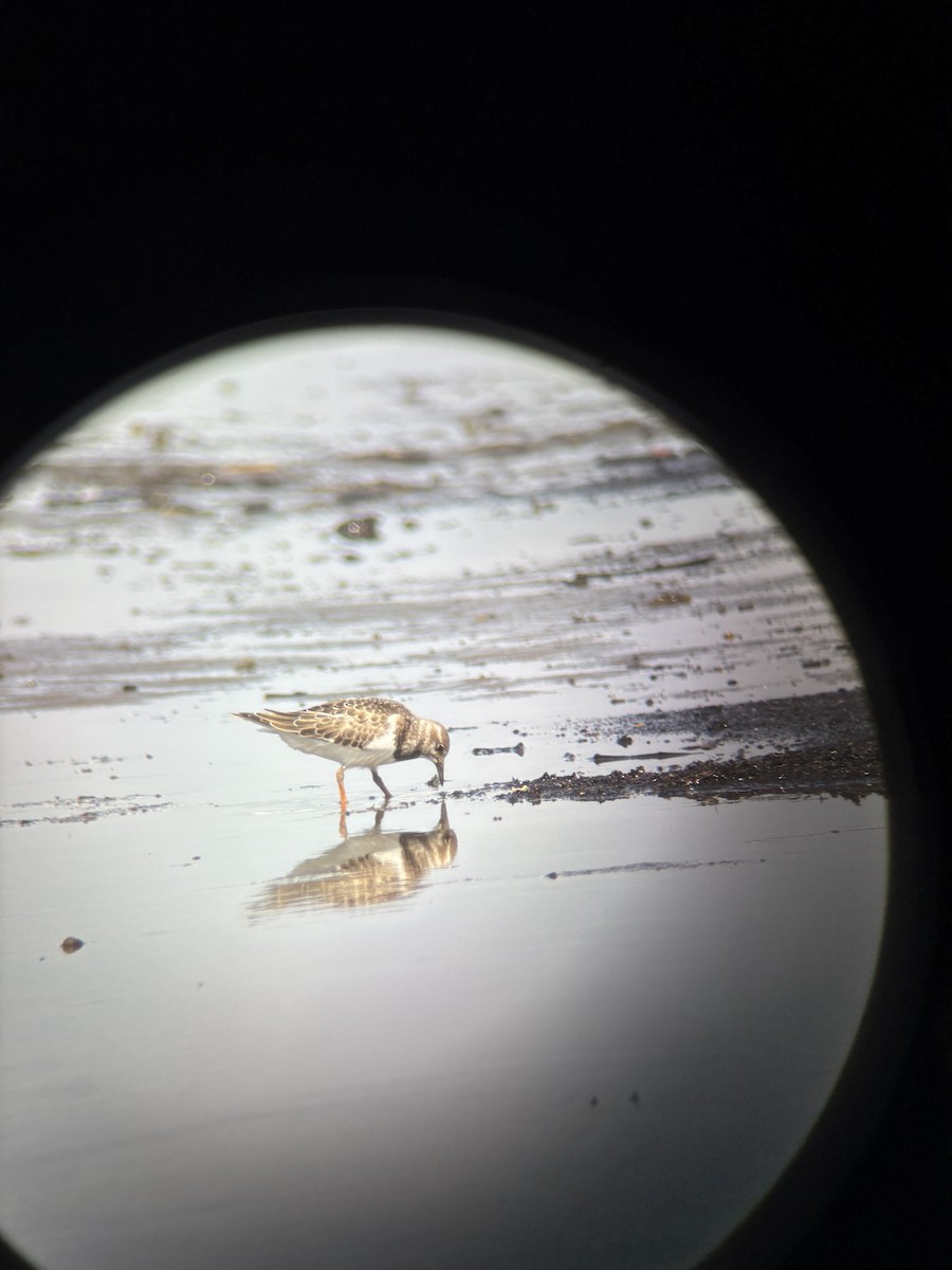Ruddy Turnstone - ML644834465