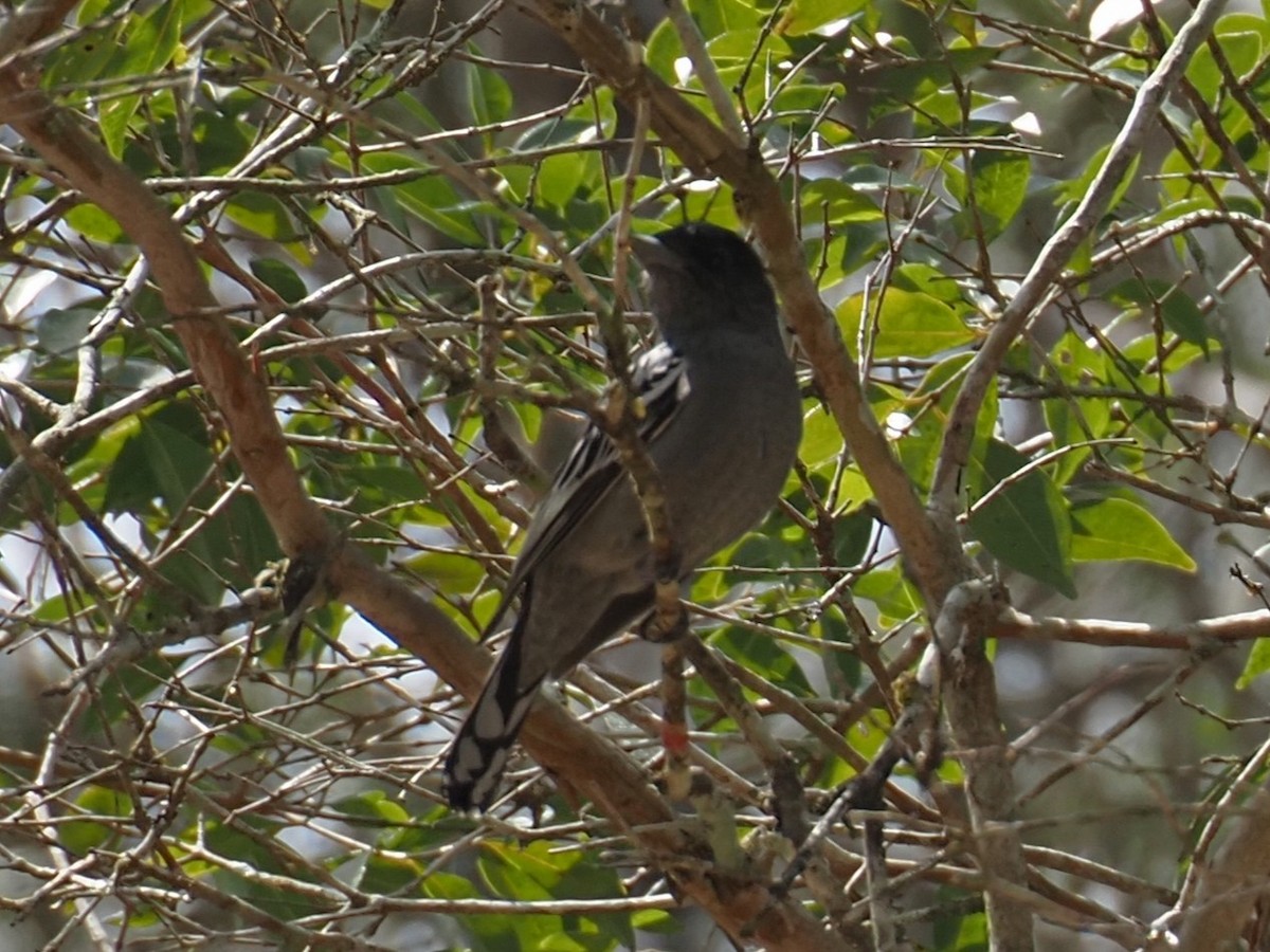 White-winged Becard - ML644834475